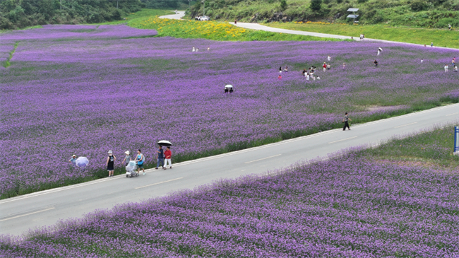 酉阳菖蒲大草原：生态治理显成效 高山避暑旅游火