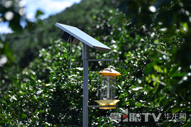 果园内的太阳能灭虫灯。第1眼TV-华龙网记者 李一鸣 摄