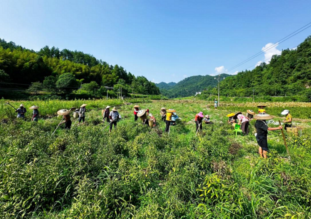 秀山钟灵镇：白术种植面积激增4.5倍 带动300余村民增收