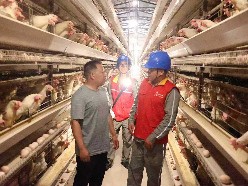 国家电网重庆电力（城口营销）红岩共产党员服务队到起航养鸡场检查生产安全用电。受访者供图