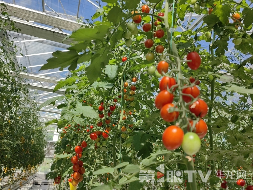 624.0万亩、1374.2万吨 上半年重庆蔬菜播种面积与产量双增长