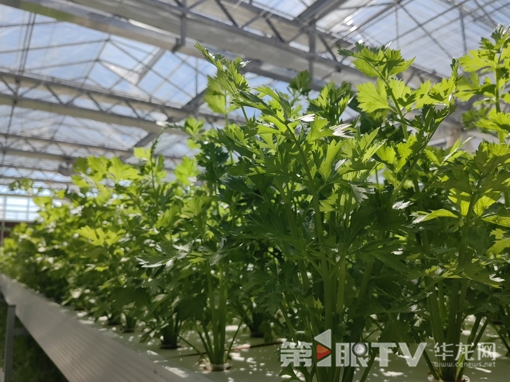 蔬菜大棚中的芹菜。第1眼TV-华龙网首席记者 冯珊 摄