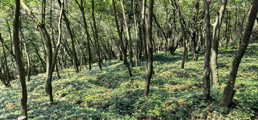 石柱土家族自治县发展林下经济黄连种植产业。石柱土家族自治县林业局 供图