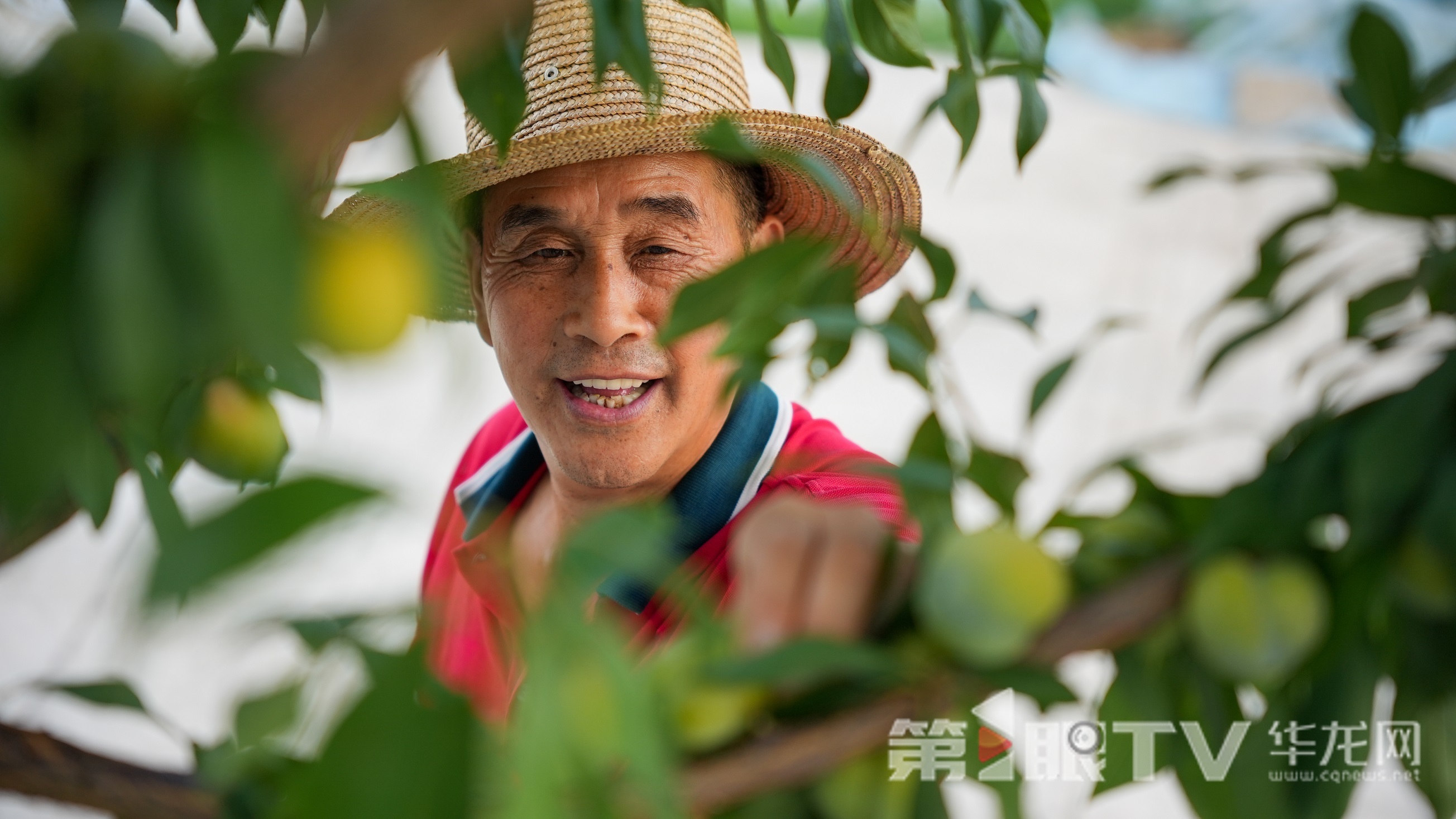 刘绪海正在采摘李子。第1眼TV-华龙网记者 陈毅 摄