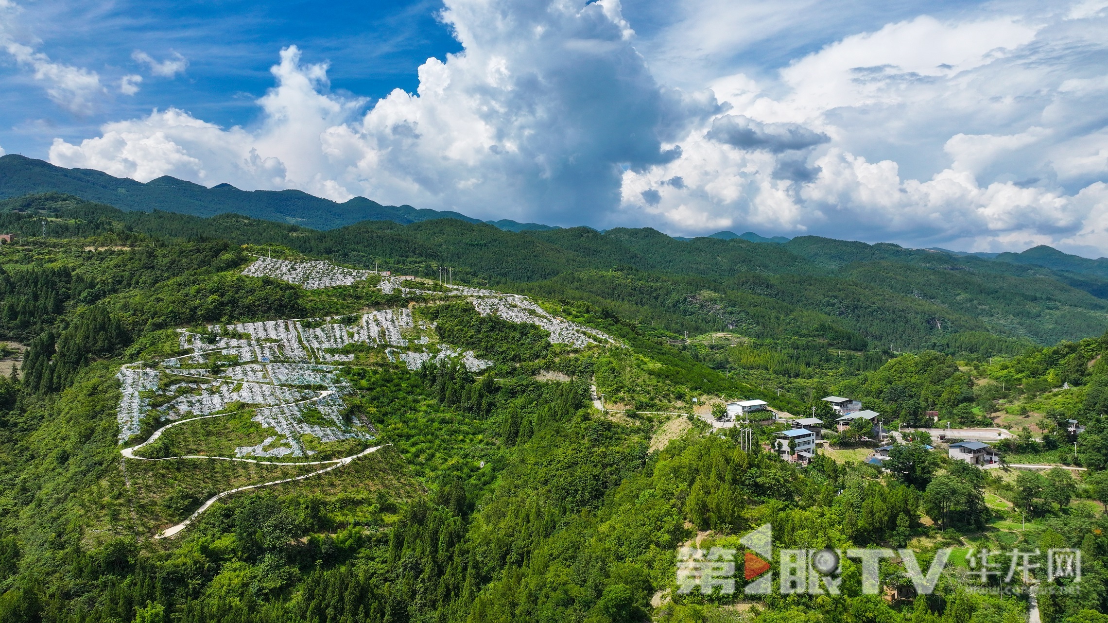 航拍刘绪海家的脆李园。第1眼TV-华龙网记者 陈毅 摄