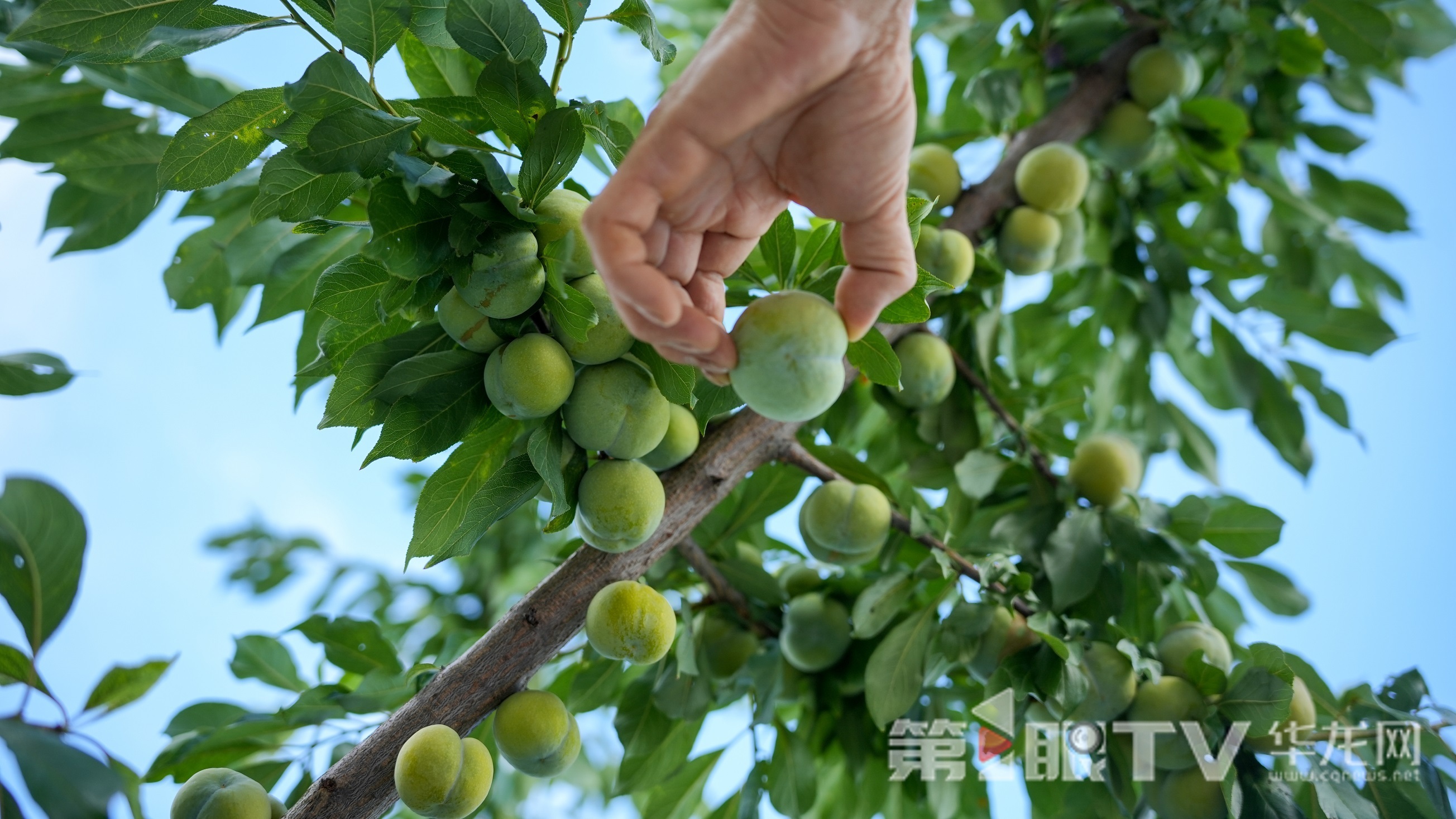 巫山脆李高挂枝头。第1眼TV-华龙网记者 陈毅 摄