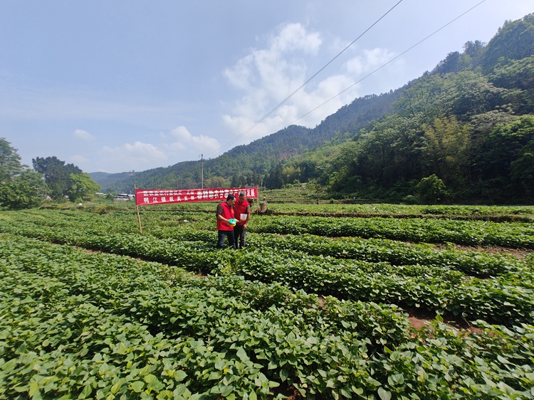 武隆苕粉原材料甘薯产地。武隆区委宣传部供图