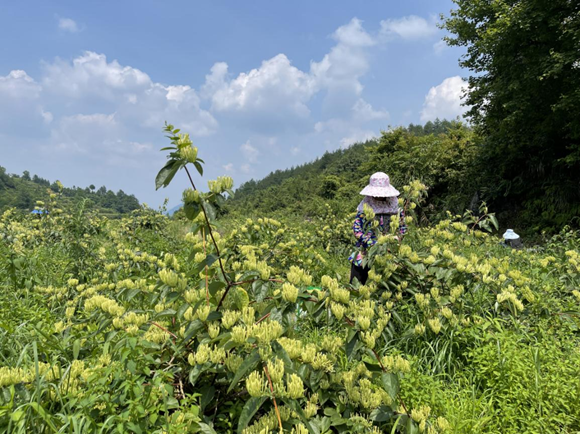 山银花采摘。秀山县委宣传部供图