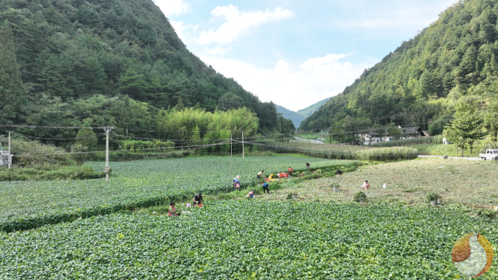 农户田间采摘毛豆。