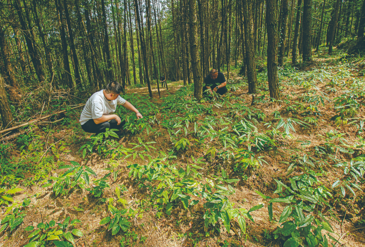林下种植中药材。